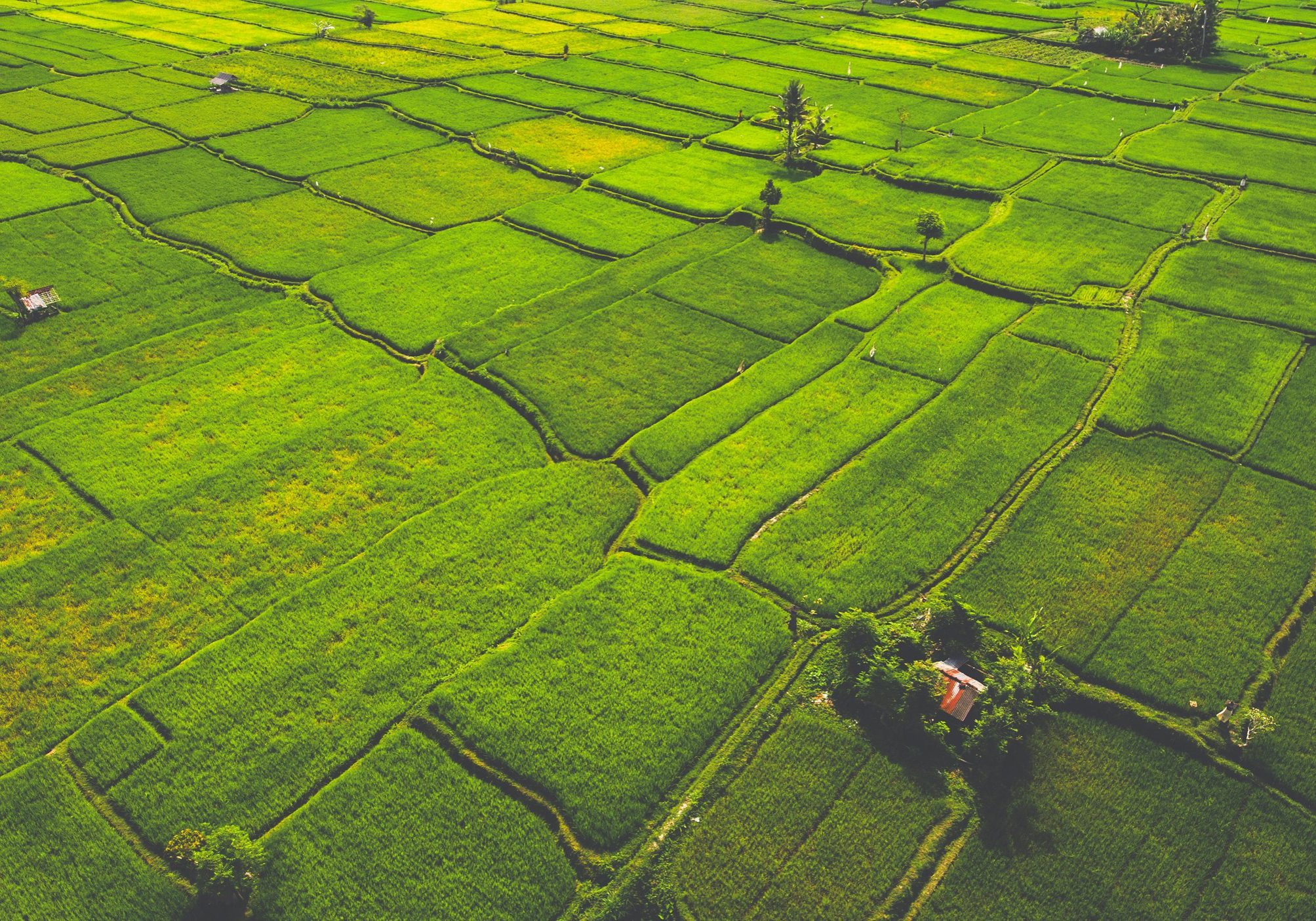 Aerial photo from flying drone of a farm with growing millet and rice in Asian countryside in sunny day. Green plants with paddy plantation in summer season in Malaysian region