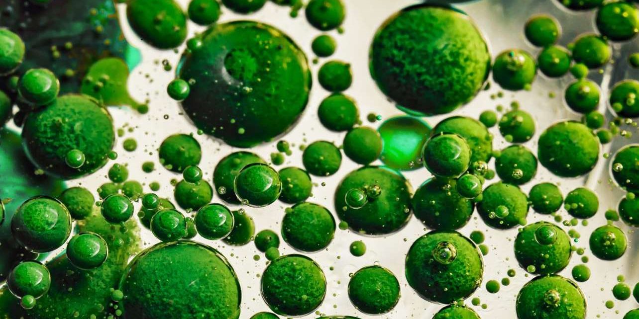 algea